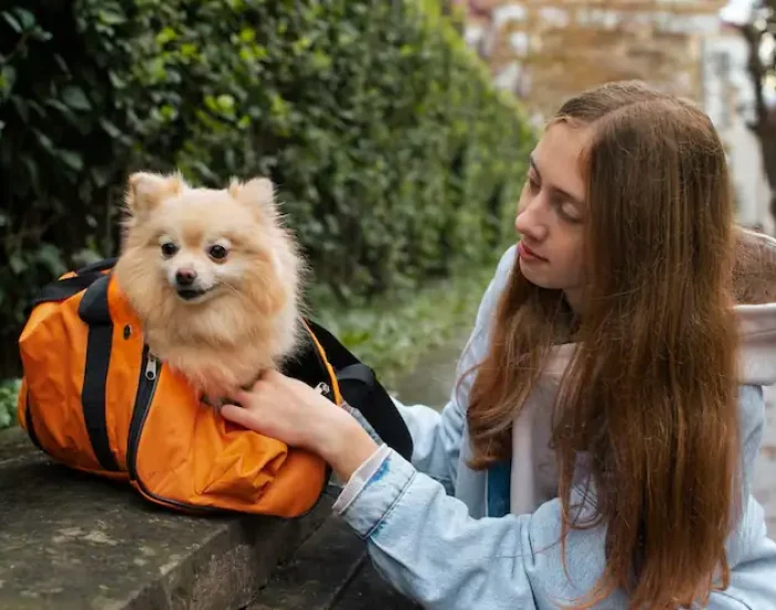 Pet Relocation and Customs Coordinationh