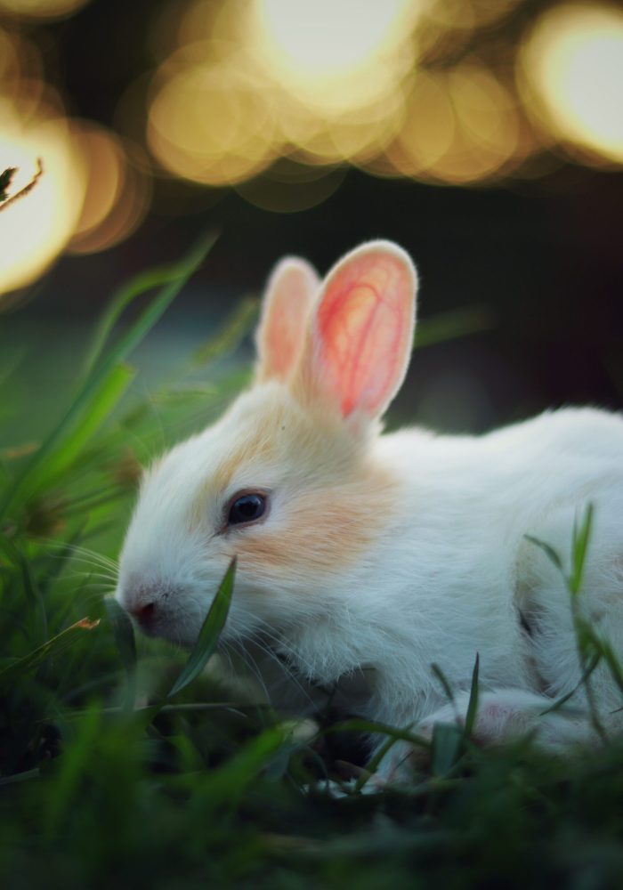 Pet-Service-Rabbits-scaled.jpg