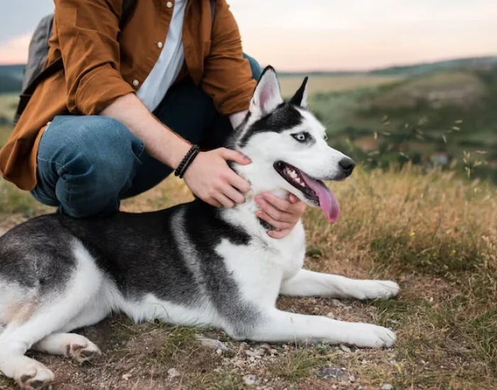 Pet Transport Servic