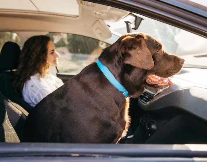 Pet Transport Services From the UK to Mexico City​