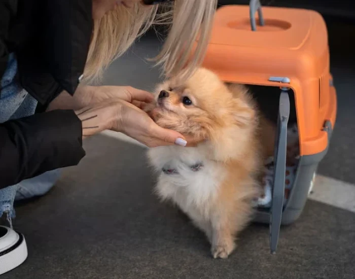 Pet Travel Coordination