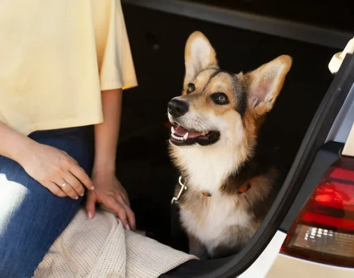 Pet Travel Eligibility Review for Dubai Entry