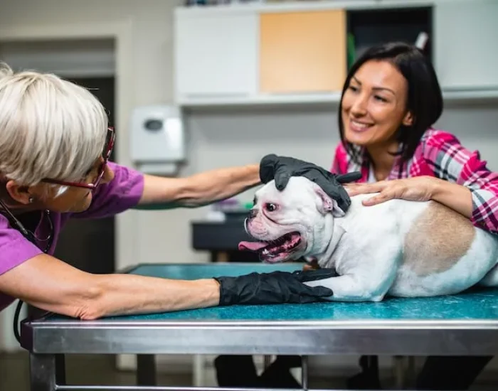 Pet Travel Paperwork Management