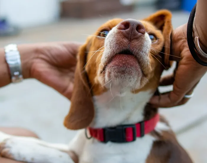 Pet Welfare Monitoring Throughout the Journey