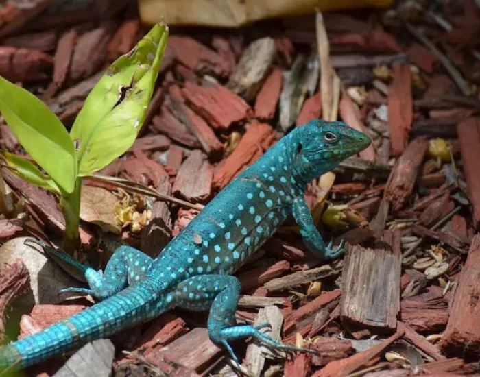 Pet and Passenger Coordination for reptiles