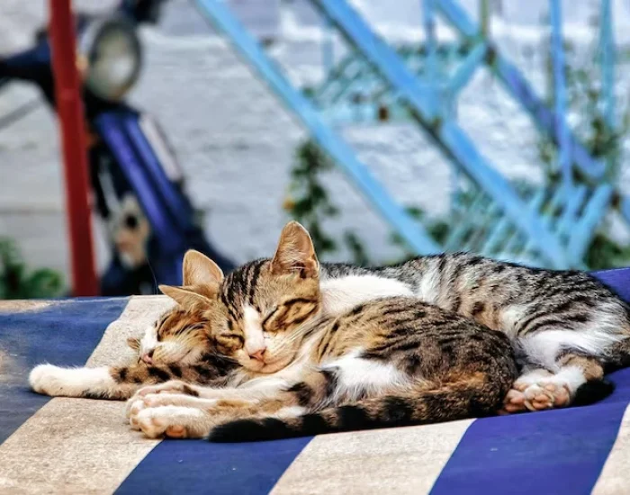 Port To Port Cat Movement Coordination