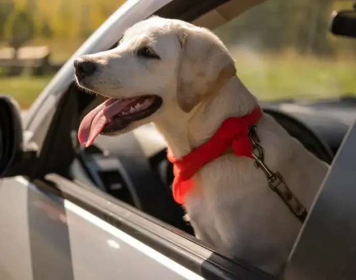 Post-Arrival Ground Transport to Your UK Addresy