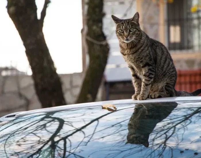 Post-Arrival Support and Follow-Up