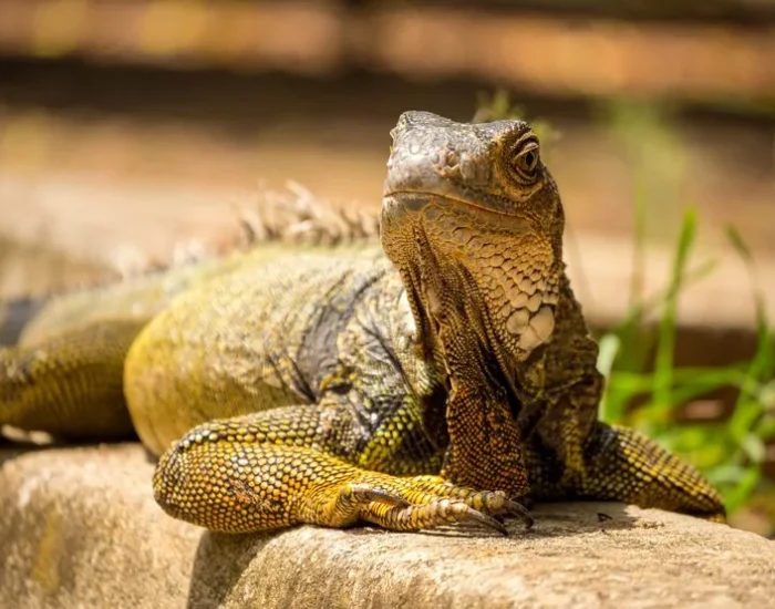 Pre-Departure Veterinary Coordination