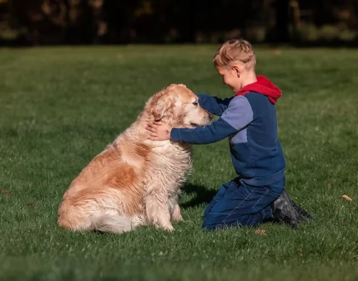 Pre-Export Veterinary Compliance and Certification