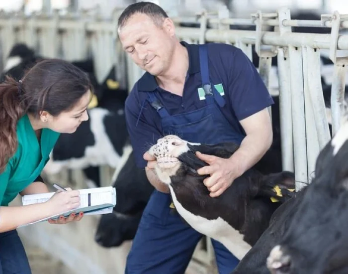 Pre-Export Veterinary Compliance