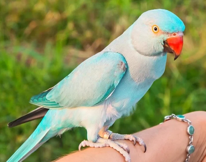 Pre-Flight Health Assessment and Documentation