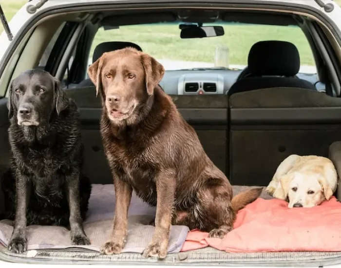 Pre-Transport Assessment and Planning