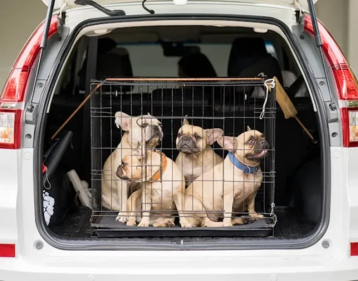 Pre-Travel Assessment and Planning