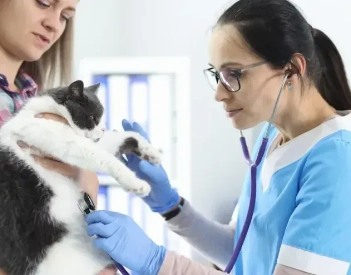 Pre-Travel Compliance Review for London to New York Pet Transport