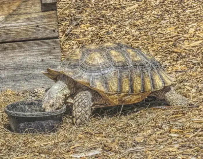 Pre-Travel Consultation and Assessment