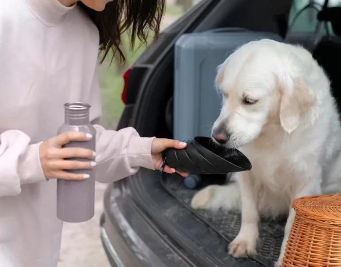 Pre-Travel Consultation and Planninm