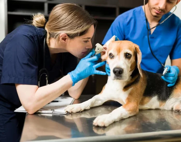 Pre-Travel Pet Health Checks