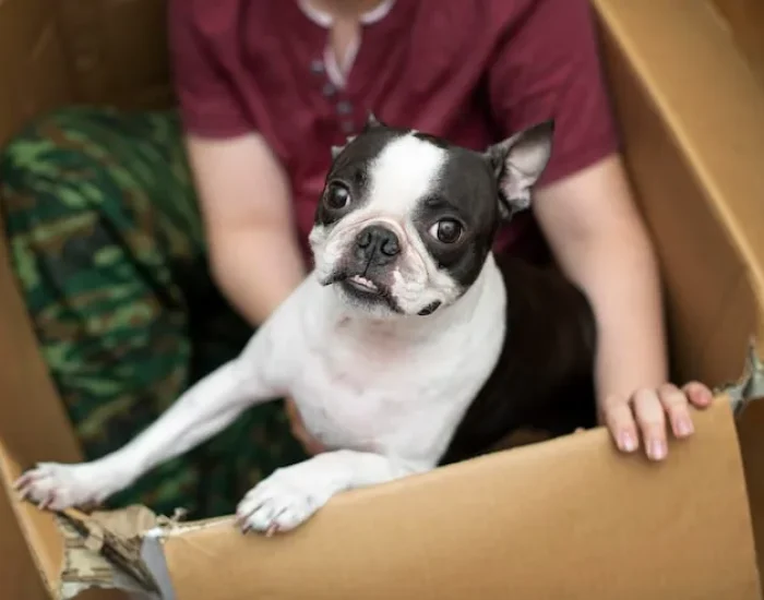 Pre-Travel Veterinary Compliance Management