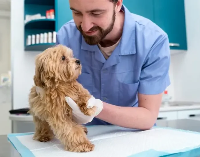 Pre-Travel Veterinary Compliancel