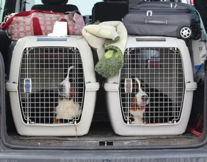 Pre-Travel Veterinary Coordination