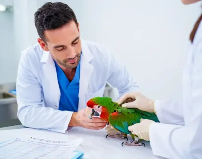 Pre Travel Veterinary Coordination for parrots