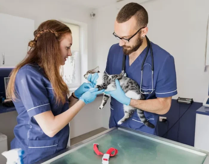 Pre-Travel Veterinary Coordinationh