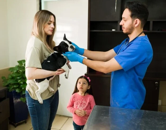 Pre-Travel Veterinary Preparation and Compliance