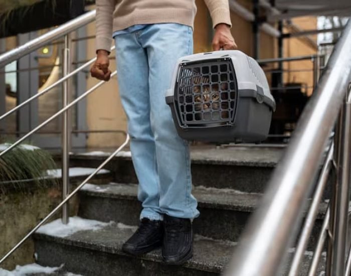 Private Cat Transport Coordinatiom