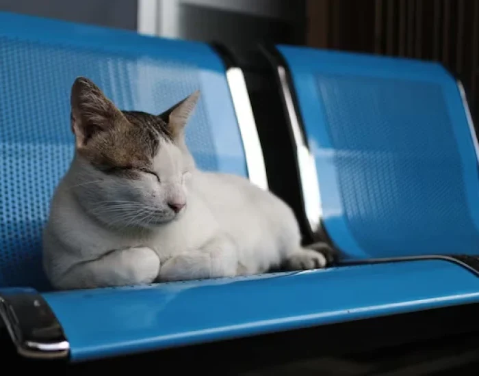 Private Cat Transport Solutions Inside Saudi Arabi (1)