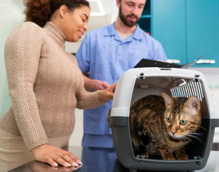 Private Jet Cat Transport UK to Dubai