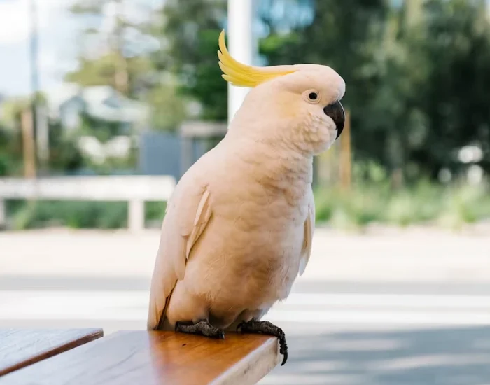 Qatar Import Permit Handling