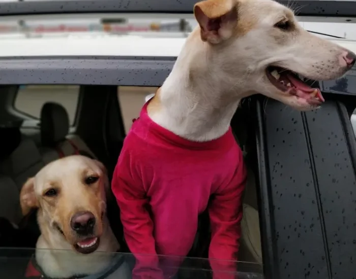 Relocation Planning and Family Move Support​