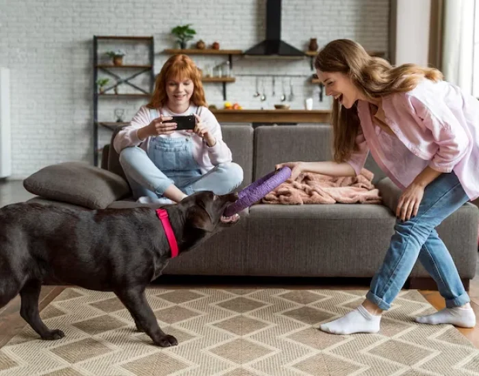 Relocation Support for Dogs in Manchester