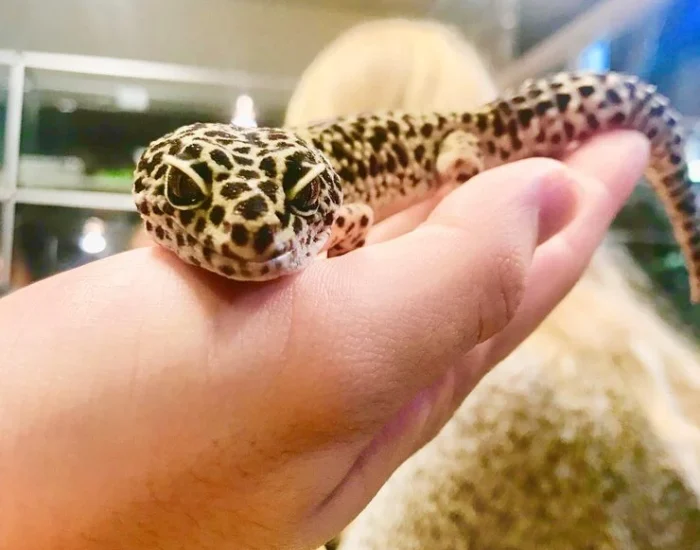 Reptile Import Clearance in Asia