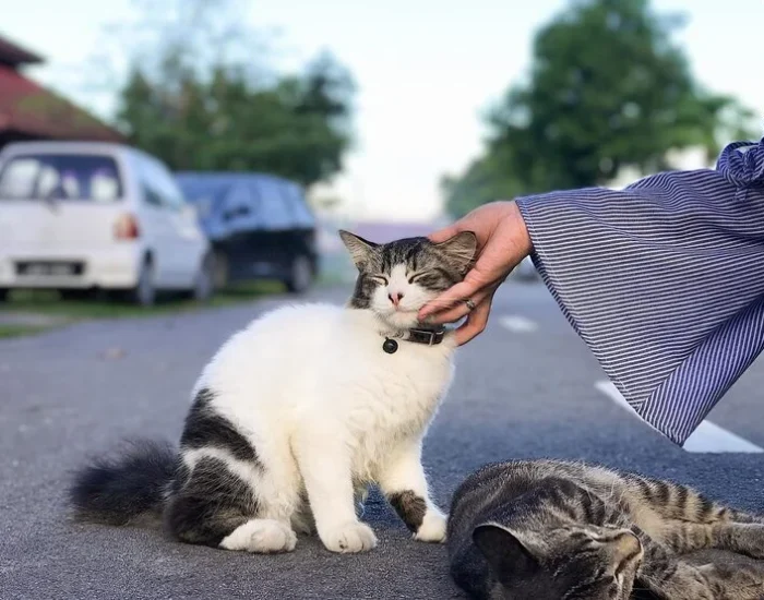 Rescue & Breeder Cat Transport Support Across the (1)