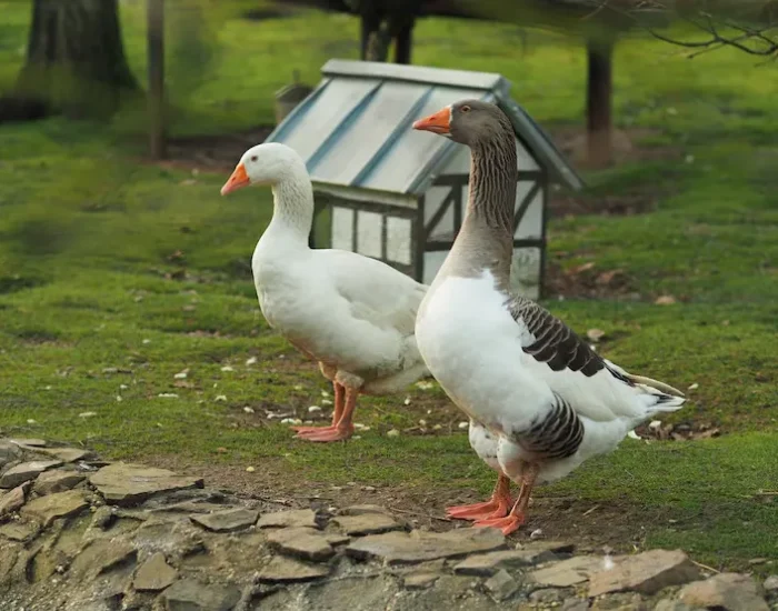 Specialist Handling for Exotic and Sensitive Birds