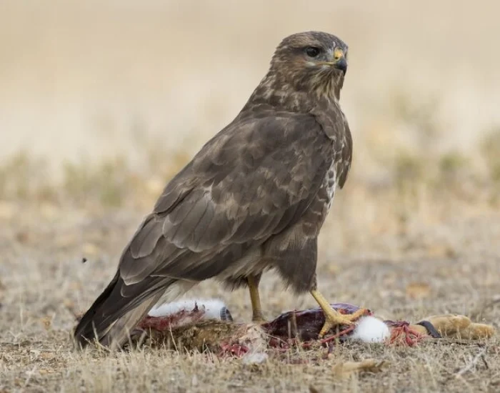 Temperature-Controlled Ground Transport
