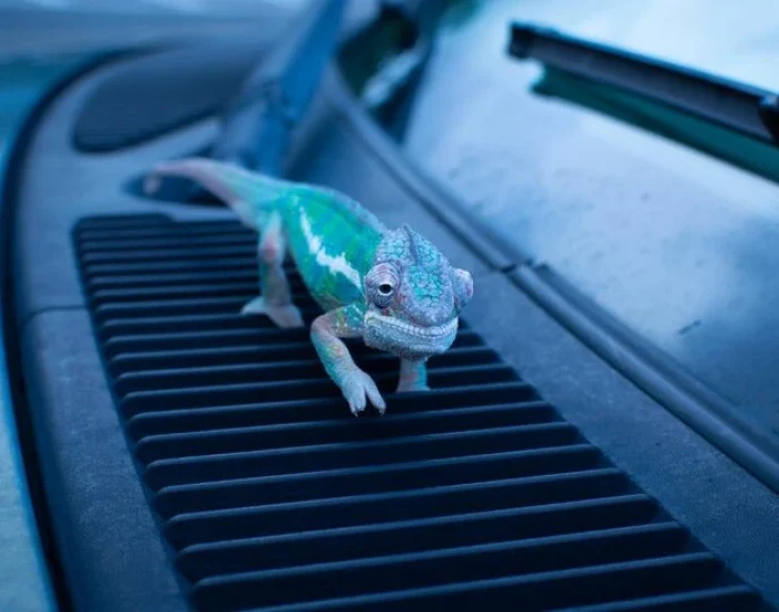 Temperature-Controlled Reptile Transport