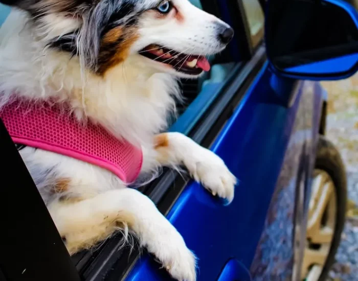 Temporary Boarding Arrangements