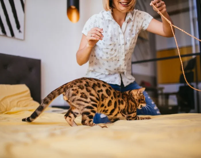 Transport for Cats With Medical or Age Considerations