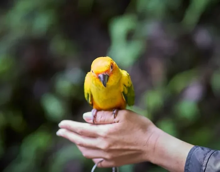 UAE Import Permit Coordination