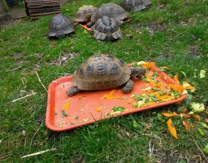 UK Home Collection & Pre-Flight Logistics