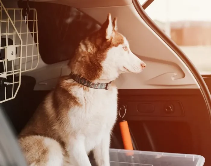 UK Wide Pet Chauffeur Transport​