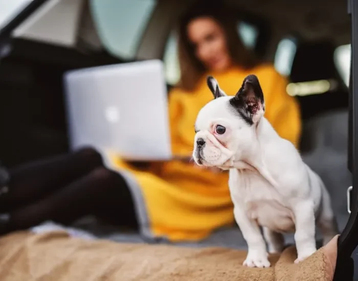 UK to Zurich Pet Import Planning