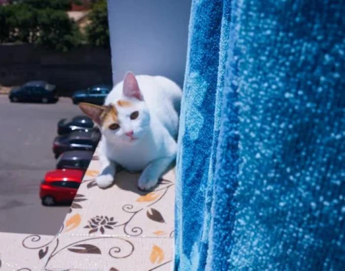 VIP Cat Relocation Services in Dubai (5)