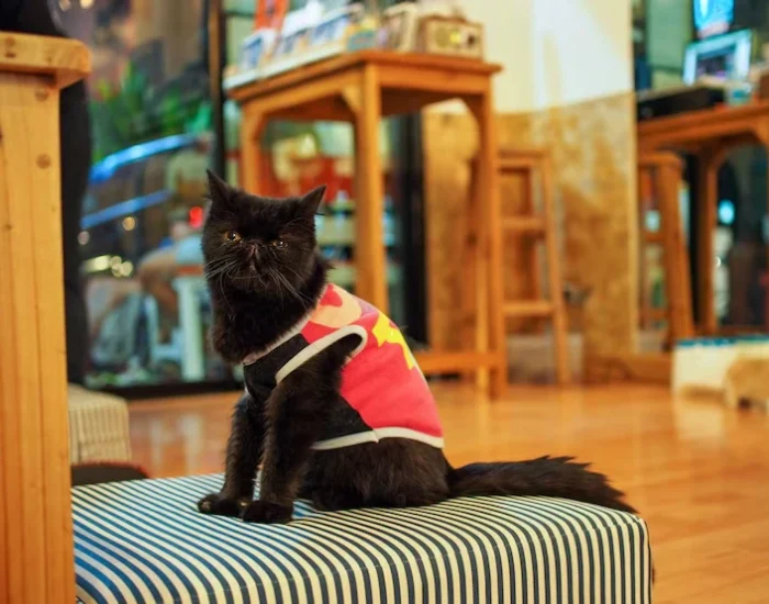 VIP Cat Relocation Services in Dubai (7)