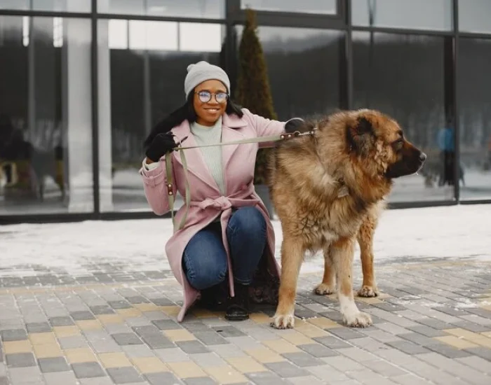 VIP Local Dog Transport Within Dubai