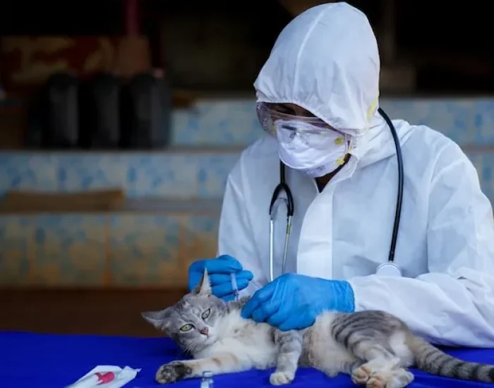 Veterinary Compliance & Export Preparation