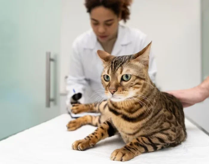 Veterinary Compliance and Pre-Travel Preparation